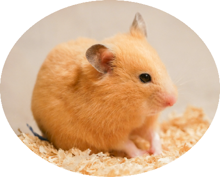 ハムスター