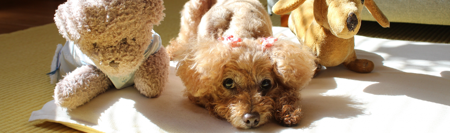 子犬の問題行動（甘咬み・いたずら・吠え…etc）